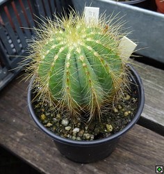 thn_Eriocactus magnificus 40kč.jpg